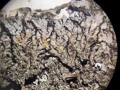Physconia leucoleiptes image