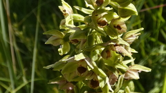 Epipactis helleborine orbicularis