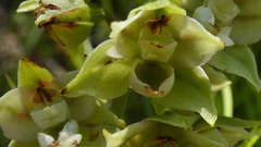Epipactis helleborine orbicularis