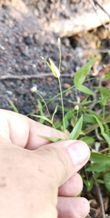Stellaria fenzlii