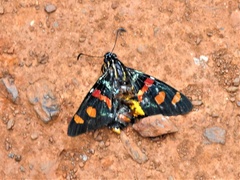 Mimoniades versicolor