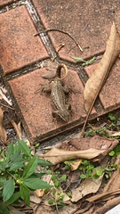 Leiocephalus carinatus