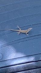 Anolis carolinensis