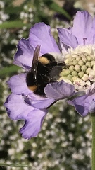 Bombus cryptarum