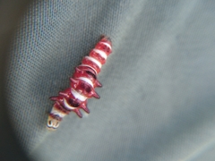 Exyra semicrocea