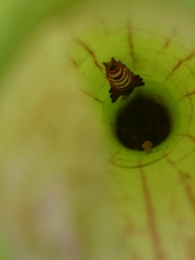Exyra semicrocea