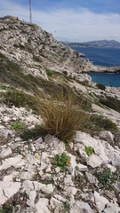 Stipa juncea