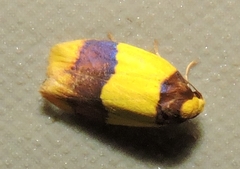 Heterallactis euchrysa