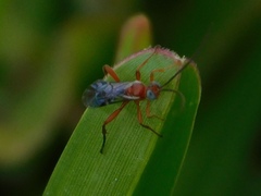 Pimpla marginella