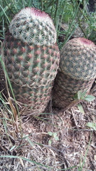 Echinocereus pectinatus rutowiorum