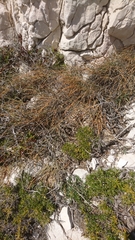 Ephedra distachya