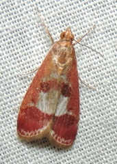 Syntonarcha vulnerata