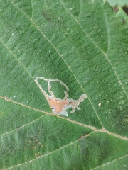 Caloptilia ostryaeella