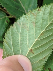 Caloptilia ostryaeella