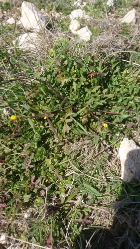 Diplotaxis viminea iNat (3)