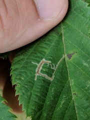 Caloptilia ostryaeella