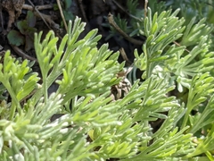 Artemisia genipi