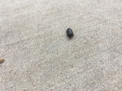 Armadillidium vulgare