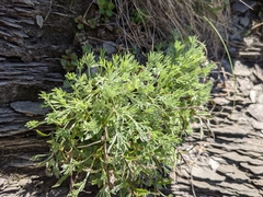 Artemisia genipi