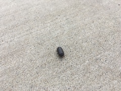 Armadillidium vulgare