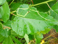 Agromyza alnibetulae