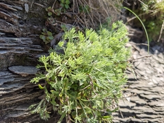 Artemisia genipi