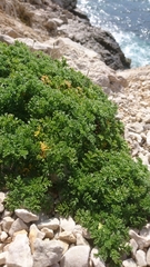 Anthemis secundiramea