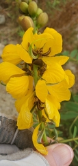 Senna didymobotrya