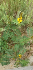Senna didymobotrya