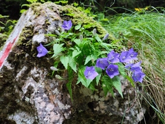 Campanula carpatica