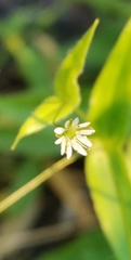 Stellaria fenzlii