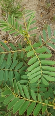 Senna didymobotrya