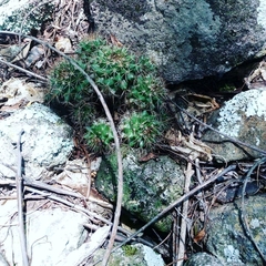 Mammillaria voburnensis