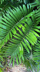 Zamia integrifolia