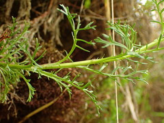 Jacobaea abrotanifolia