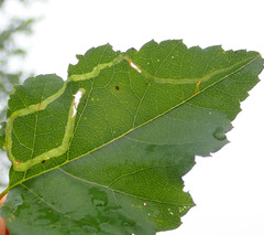 Agromyza alnibetulae