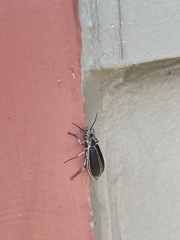 Epicauta cinerea-group