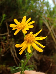 Jacobaea abrotanifolia