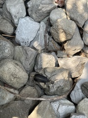 Epicauta cinerea-group