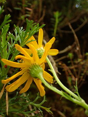 Jacobaea abrotanifolia