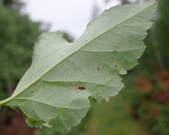Agromyza alnibetulae