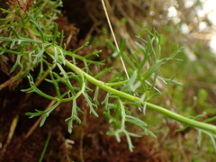 Jacobaea abrotanifolia