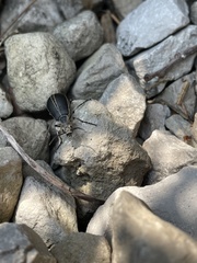 Epicauta cinerea-group