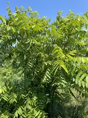 Juglans nigra