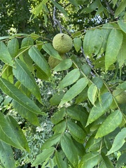 Juglans nigra