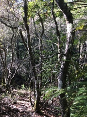 Quercus wislizeni frutescens