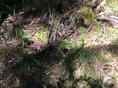 Trillium ovatum ovatum