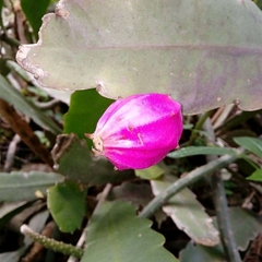 Epiphyllum hookeri