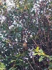 Phoenicurus phoenicurus