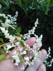 Fallopia baldschuanica